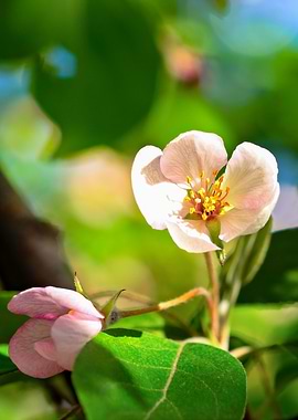 Pink Flower Green Leaves