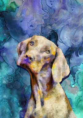 Dog Hungarian Pointer