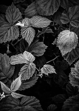Plants 2 black and white