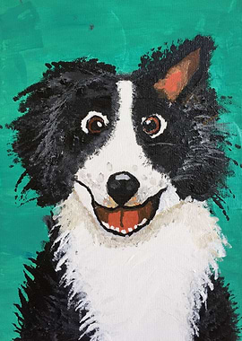 Border Collie Dog