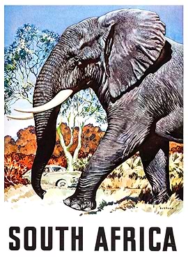 Elephant from South Africa