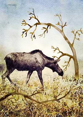 Watercolor of Moose