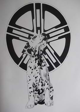 Dalmatian with wheel rim