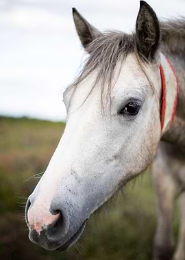 White New Forest Pony