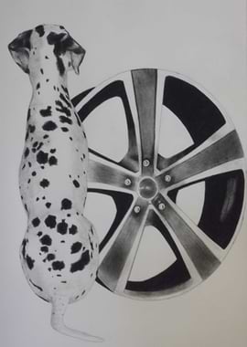 Dalmatian with wheel rim
