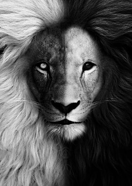 black and white lion face