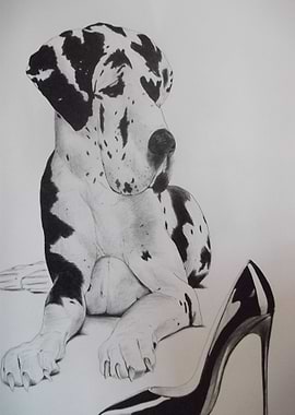 Great Dane with shoe