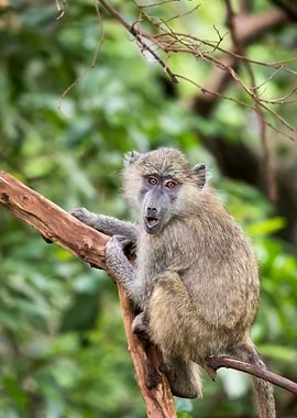 live baboon