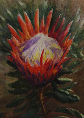 Protea Star of the Wilds