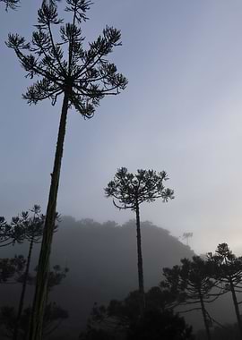 Araucaria at dawn III