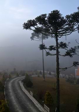 Araucaria at dawn II