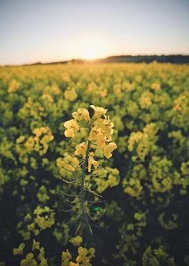 Rapeseed Flower