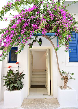 Bougainvillea Naxos greece