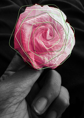 The Paper Rose