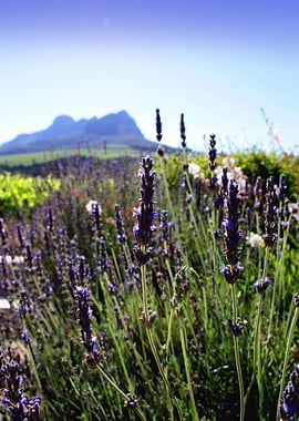 Helderberg Lavender