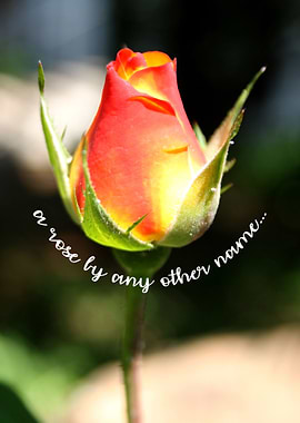 a rose by any other name