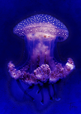 Jellyfish