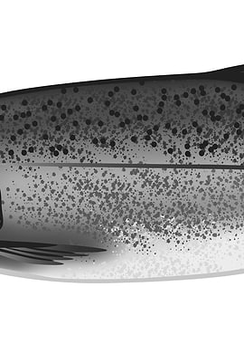 Alaska King Salmon Part 2