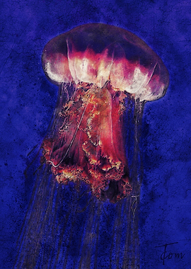 Jellyfish 4