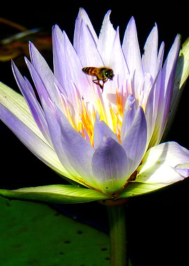 Water lily