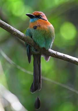 Broad Billed Motmot