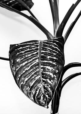 Tropical Plant Abstract