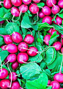 Fresh Red Radishes