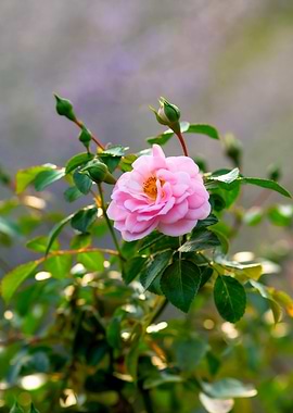 Rose Blossom Summer Mist