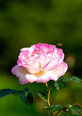 Bee And A Pink Rose Flower