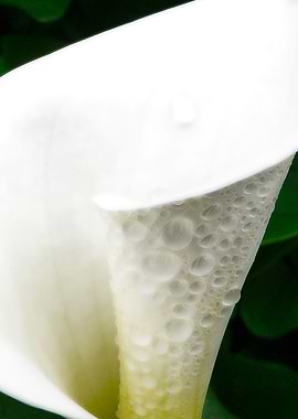 Aaron Lilly from the side