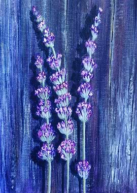 Lavander violet