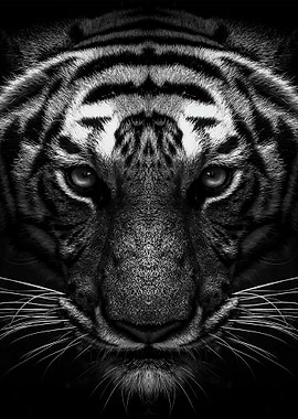 tiger face black and white