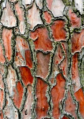 Redwood bark