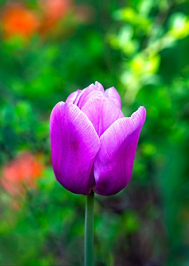 Purple Tulip Flower