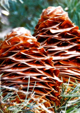 Pine cones