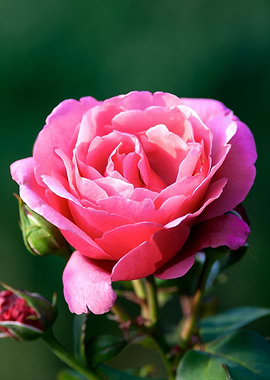 Rose Flower On Green