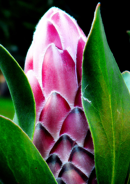Protea Flower