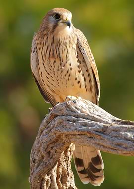 Kestrel