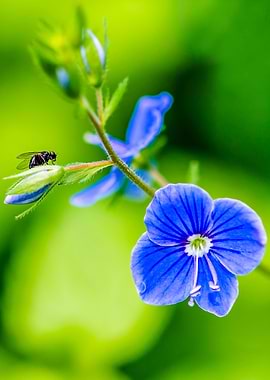 Blue Flower And A Fly