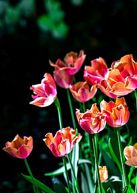 Tulip Flowers On Dark