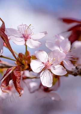 Elegant Sakura Flowers