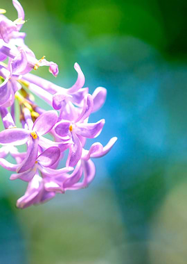 Lilac Flower Right Part