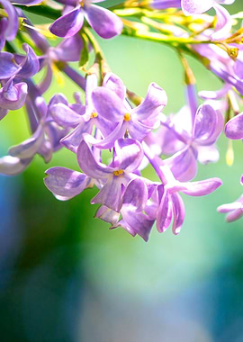Lilac Flower Left Part