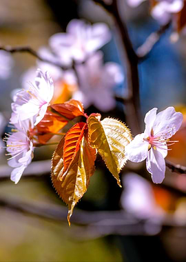 Stunning Sakura Flowers