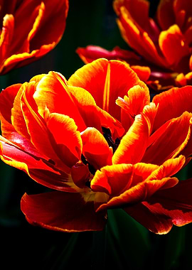Stunning Parrot Tulip