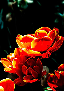 Awesome Parrot Tulips