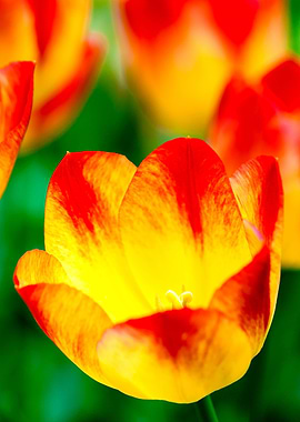 Cute Red And Yellow Tulips