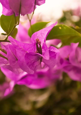 Pink Bougainvillea Flowers