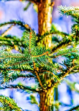 A Small Spruce Tree