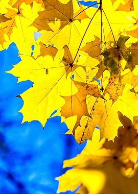 Yellow Maple Leaves